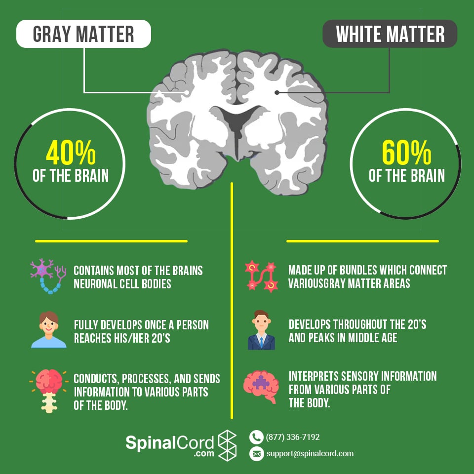 Gray Matter%2C White Matter (1) ?width=1440&name=gray Matter%2C White Matter (1) 